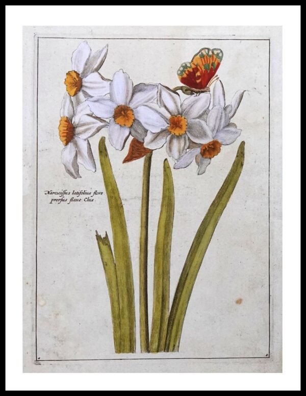 DNA RNP104 Narcicissus Latifolius Flore